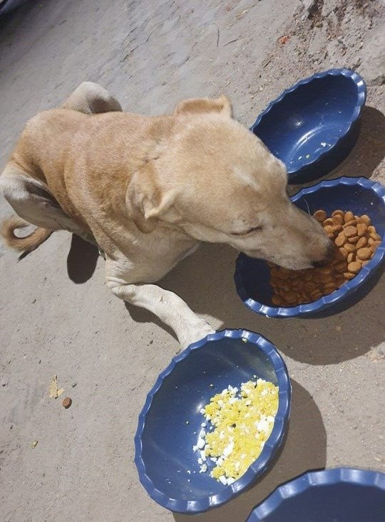 Mythological author Nilesh Kumar Agarwal celebrated Diwali by sponsoring a one-time meal for stray dogs