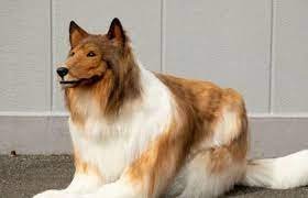 Japanese Man in Collie Costume Clarifies Motives: Not About Living Like a Dog