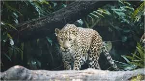 Leopard, Spotted In Bengaluru For Days, Shot Dead During Capture Attempt