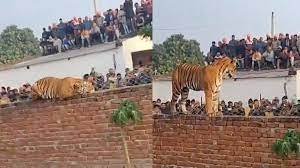 Forest Officers Tranquilise Tiger After Entering Uttar Pradesh Village, Public Safety Concerns Arise
