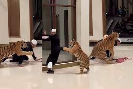Viral Video Shows Pet Tiger Chasing Man in Luxurious UAE Home, Sparks Concerns About Exotic Pets