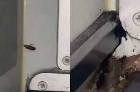 IndiGo Swiftly Addresses Hygiene Concerns After Passenger Finds Cockroaches on Flight