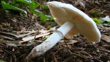 Tragedy Strikes as 3 Children Die, 9 Fall Ill After Consuming Mushrooms in Meghalaya