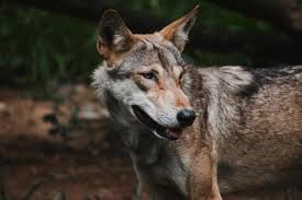 "Wolf Attacks Persist: Two Girls and Woman Injured in 48 Hours in Mahsi Tehsil"