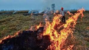 Stubble Burning Continues in Punjab as Delhi Struggles with Poor Air Quality