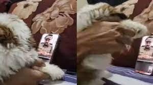 Mumbai Man Outsmarts Scammer Using Puppy in Hilarious Video Call Encounter