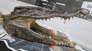 Canadian Man Arrested at Delhi Airport for Carrying Baby Crocodile Skull