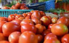 Tomato Price Crash Sparks Farmer Distress; Government Announces Transport Subsidy