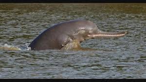 Uttar Pradesh Leads India in River Dolphin Population, Reveals First-Ever Estimation Report